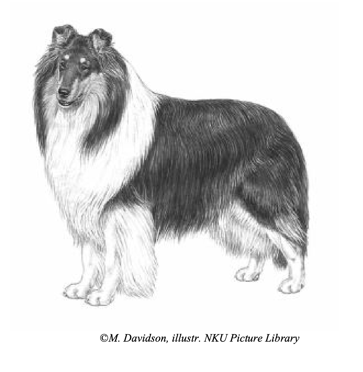 Collie escocés Lassie
